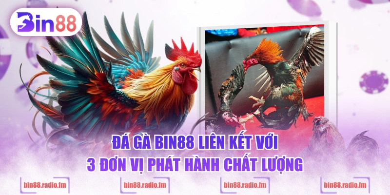 Đá gà BIN88 liên kết với 3 đơn vị phát hành chất lượng