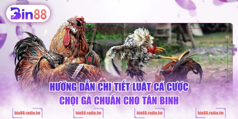 Hướng dẫn chi tiết luật cá cược chọi gà chuẩn cho tân binh