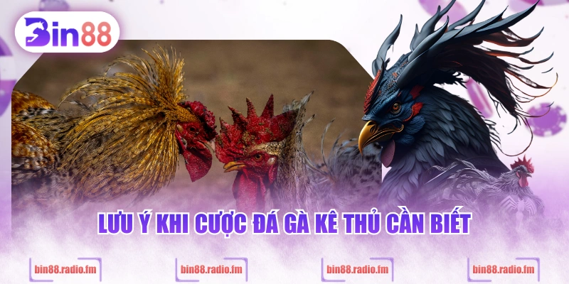 Lưu ý khi cược đá gà kê thủ cần biết