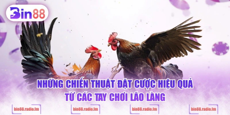 Những chiến thuật đặt cược hiệu quả từ các tay chơi lão làng