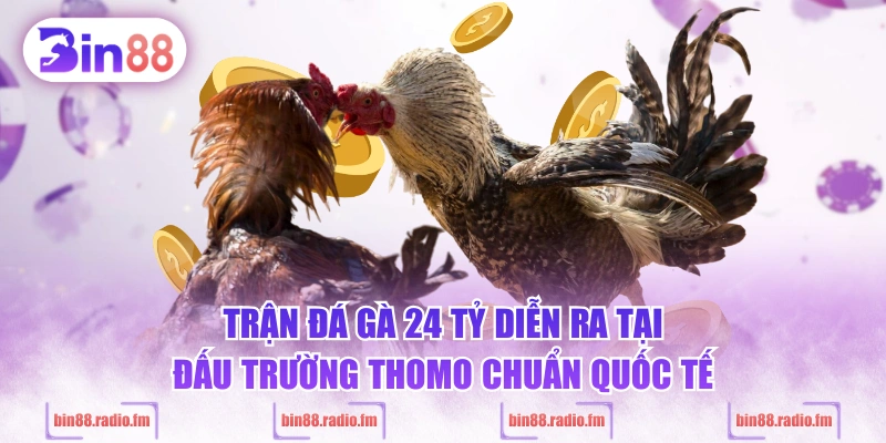 Trận đá gà 24 tỷ diễn ra tại đấu trường Thomo chuẩn quốc tế